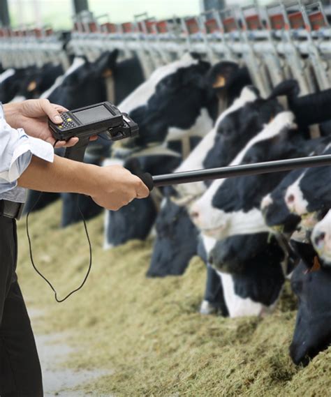 livestock rfid reader